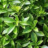 Organic Greek Basil 100 Seeds