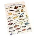 Fish Species Guide to Northern Europe