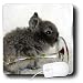 Cassie Peters Rabbits - Lionhead Bunny and Wine Glass - Mouse Pads