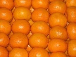 【除草剤不使用:こたつのお友だち】温州みかん5Kg【ビッグサイズ】