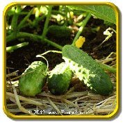 Everwilde Farms Inc.