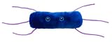 Giant Microbes Listeria (Listeria monocytogenes)