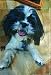 Garden Flag Shih Tzu