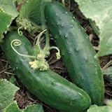 Organic Early Russian Cucumber 85 Seeds 31OFmJuPJ1L. SL160 Organic Early Russian Cucumber 85 Seeds