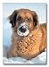 Leonberger in Snow Christmas Cards