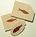 Small Prepared Fossil Fish Kit - 3" x 1.5"