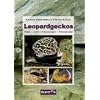 Leopardgeckos: Pflege, Zucht, Erkrankungen, Farbvarianten