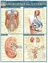 Urogenital System (Quickstudy: Academic)