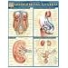 Urogenital System (Quickstudy: Academic)