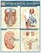 Urogenital System (Quickstudy: Academic)