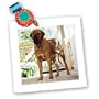 Dogs Brazilian Fila - Brazilian Fila - Quilt Squares