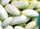 Miniature White Cucumber 25 Seeds - Sweet Pickler - B000UAJTAW