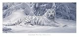 Smith White Tiger Kunstdruck Tiger