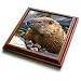 Wild animals - Groundhog - Trivets