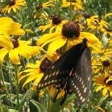 Rudbeckia hirta (Black-Eyed Susan) - Bulk Wildflower Seeds