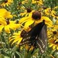 Rudbeckia hirta (Black-Eyed Susan) - Bulk Wildflower Seeds