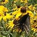 Black-Eyed Susan (Rudbeckia hirta) - Jumbo Wildflower Seed Packet