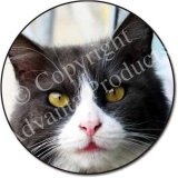 BLACK/WHITE CAT FACE Fridge Magenet