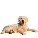 Companion Size - Golden Retriever, Light