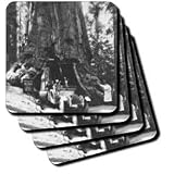 Wawaon Tree at Maraposa Grove Yosemite National Park - Set Of 8 Ceramic Tile Coasters