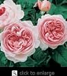 Gentle Hermione--English Rose Bush Five Gallon Plant