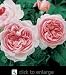Gentle Hermione--English Rose Bush Five Gallon Plant