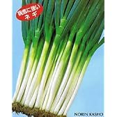 夏昌一本太葱[ネギ]【タネ】2dl