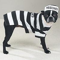 Pet Costume Prison Pooch SMALL