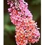 Bicolor Butterfly Bush