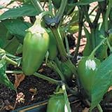 Organic Early Jalapeno Chile Pepper - 50 Seeds