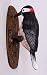 Tools & Hardware : Painted Woodpecker door knocker