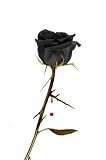 Black Rose - 36