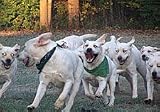 DrD4Dogs Greeting Card - An eerie look came over the dogs when they heard youd made it for yet another Birthday!