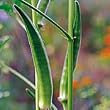 Organic Louisiana Green Velvet Okra - 50 Seeds