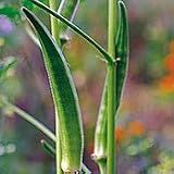 Organic Louisiana Green Velvet Okra - 50 Seeds - B000Y9ZMJ6