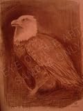Bald Eagle, Drawing by Nga Vo, Original