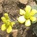 labrador19 - Prairie Buttercup Ranunculus rhomboideus Jumbo Wildflower Seed Packet