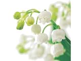 Kitchen & Housewares : Greeting Card Mini - Lily of the Valley