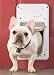 Kitchen & Housewares : PetSafe Electronic Smart Door