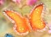 Floating Orange Butterfly Candles (6 candles per box)