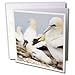 Danita Delimont - Birds - Gannet tropical birds, Cape Kidnappers New Zealand-AU02 RJA0002 - Rebecca Jackrel - Greeting Cards-6 Greeting Cards with envelopes