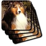 Dogs Sable Border Collies - Sable Border Collie - Coasters