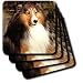Dogs Sable Border Collies - Sable Border Collie - Coasters