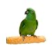 Pollys Pet Products Cuttlebone and Calcium Bird Perch Size Medium Assorted Colors