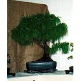 20 Mexican Weeping Pine Seeds - Pinus patula - Bonsai - FREE SHIPPING ON ADDITIONAL HIRTS SEEDS ORDERED & PAID WITH ONE PAYMENT!