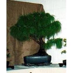 20 Mexican Weeping Pine Seeds - Pinus patula - Bonsai