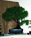 20 Mexican Weeping Pine Seeds - Pinus patula - Bonsai