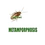 Kafka's Metamorphosis
