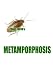 Kafka's Metamorphosis