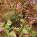 Organic Carmona Red Lettuce 500 Seeds